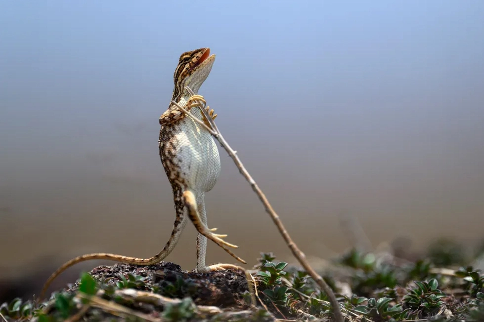 "The Rock Star" by Sanjay Patil A female lizard standing upright to escape the summer heat, photographed by Sanjay Patil.