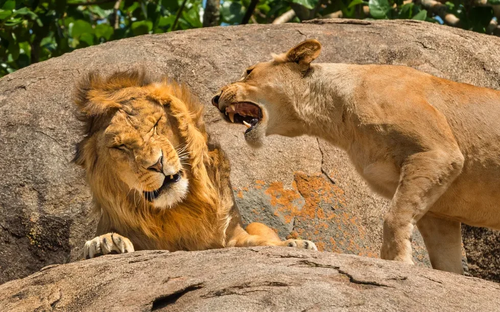 "Nagging Is a Universal Concept" by Scott Frier A lion and lioness at the Serengeti National Park in Tanzania, photographed by Scott Frier.