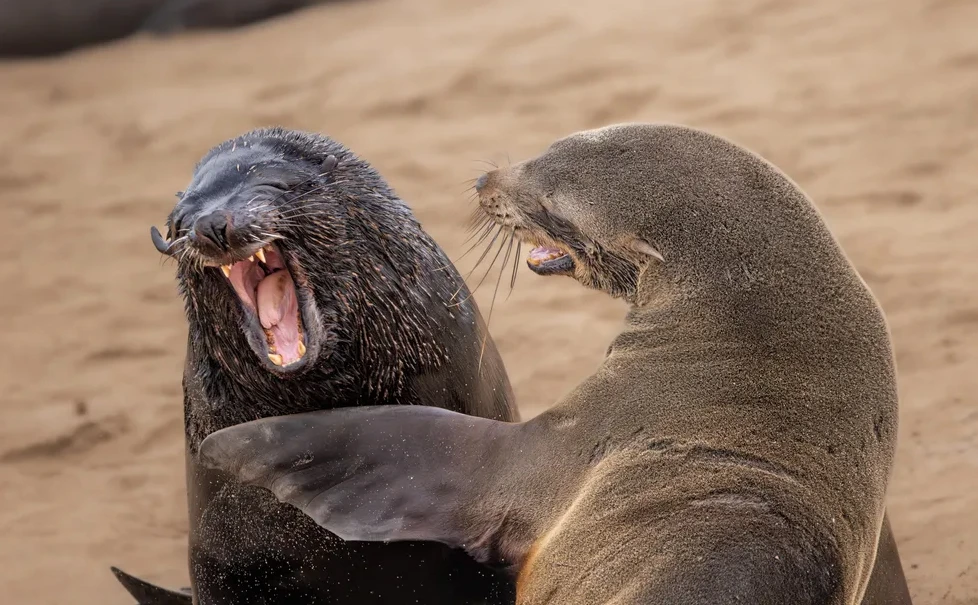 “Are You Kidding” by Marti Phillips – Cape fur seals at Cape Cross, Namibia Two Cape fur seals appearing to laugh together on a sandy beach at Cape Cross Seal Reserve, Namibia