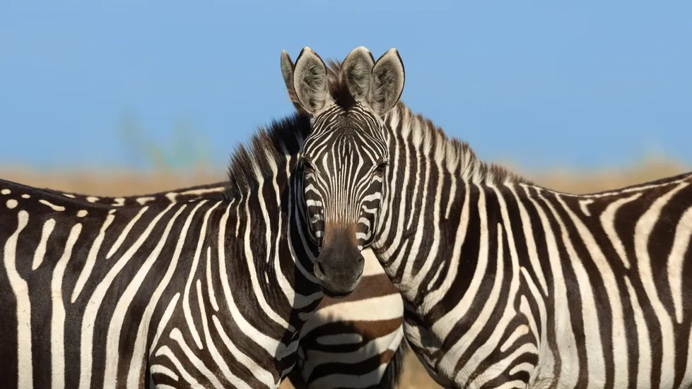 "Wait… Which Zebra Is In Front?" by Sarosh Lodhi An optical illusion created by two zebras in Masai Mara, Kenya, photographed by Sarosh Lodhi
