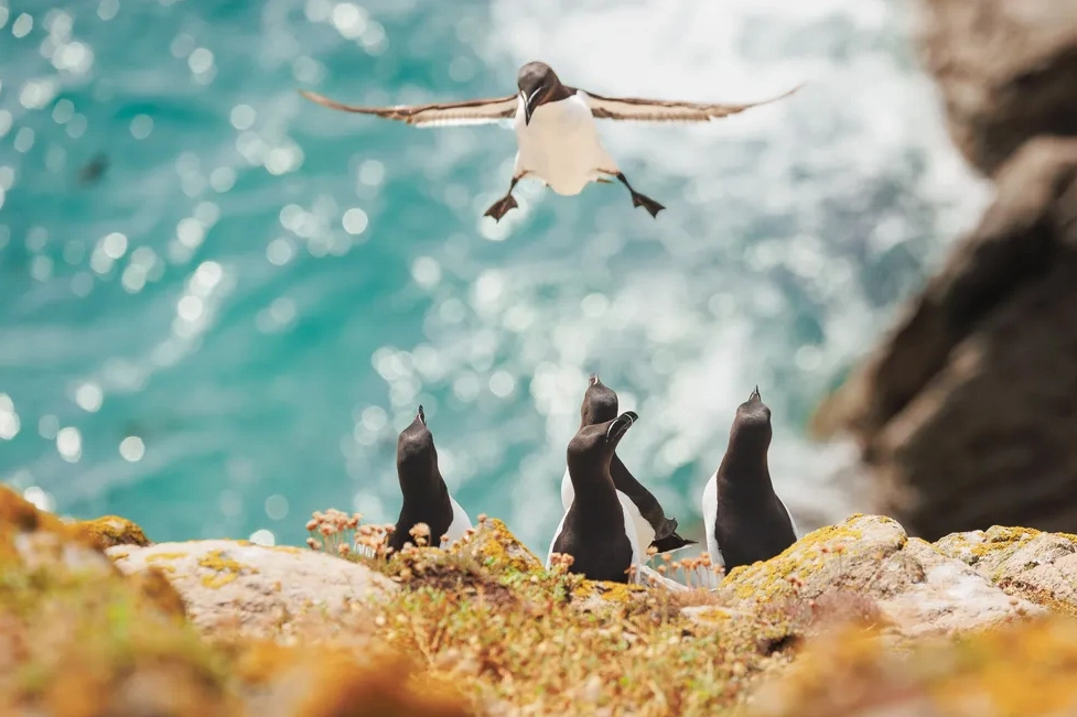 "I Am Coming" by Inés Godínez A razorbill attempting a very wobbly landing at Saltee Islands in Ireland, photography by by Inés Godínez.