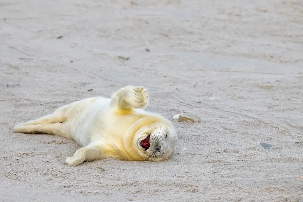 "Laughing Out Loud" by Ingo Hamann This newborn seal seems to be laughing at a good joke in Helgoland, Germany, photographed by Ingo Hamann.