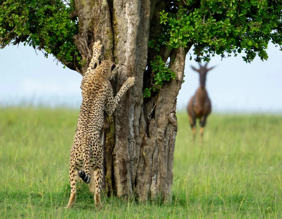 ‘Hide and Seek’ by Leslie McLeod A cheetah and a topi in Mara North Conservancy, Kenya, photographed by Leslie McLeod.