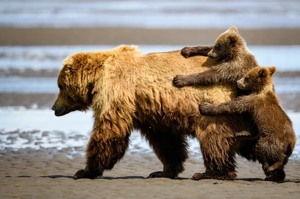 "Holding On for a Ride" by Alex Fine A mother bear and her cubs after a nap at the Lake Clark National Park and Reserve in Alaska, photographed by Alexander Fine